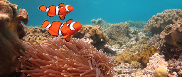 Fish in the Great Barrier Reef