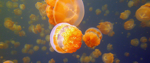 Hundreds of thousands of non-poisonous golden jellyfish are your swimming companions during a trip to Jellyfish Lake in Palau. This lake is one of the best places to see exotic wildlife for travellers.