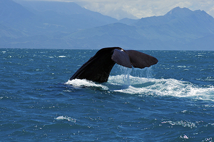 Kaikoura, New Zealand