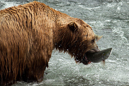 King Salmon, Alaska, USA