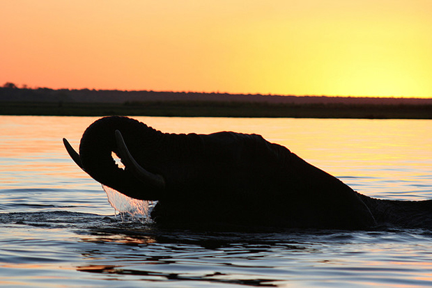 An elephant swims across the river as the sun sets. An elephant swims across the river as the sun sets.