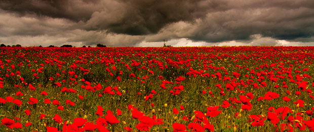 Poppies commemorating Anzac Day