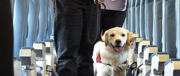 Dog on an airplane