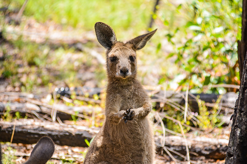 Wallaby