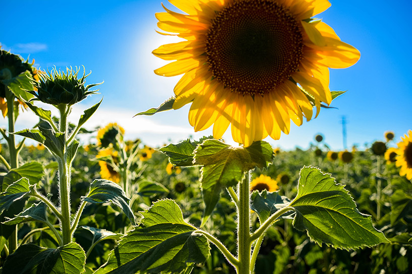 Sunflower