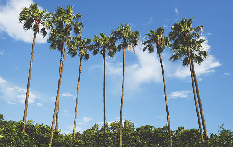 palm trees