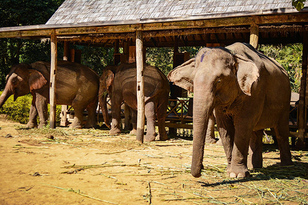 Elephant Sanctuary
