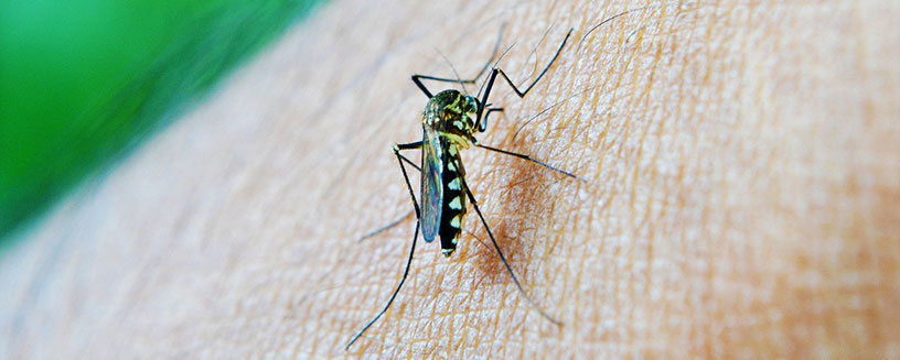 mosquito biting human