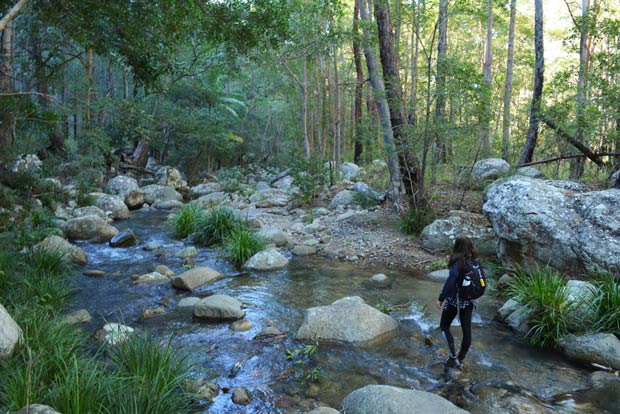Mt Barney rainforest