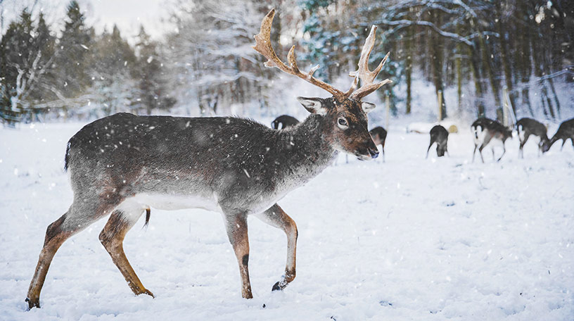 6 Reasons to Visit Greenland - Arctic wildlife