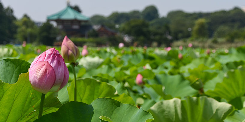 wild pink flowers in japan